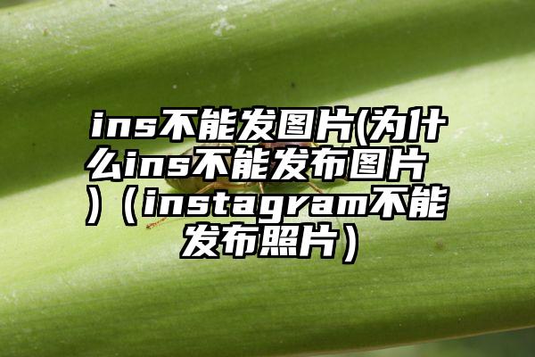 ins不能发图片(为什么ins不能发布图片 )（instagram不能发布照片）