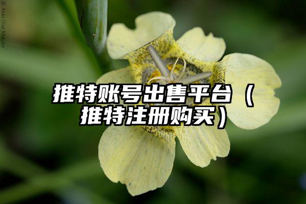 推特账号出售平台（推特注册购买）