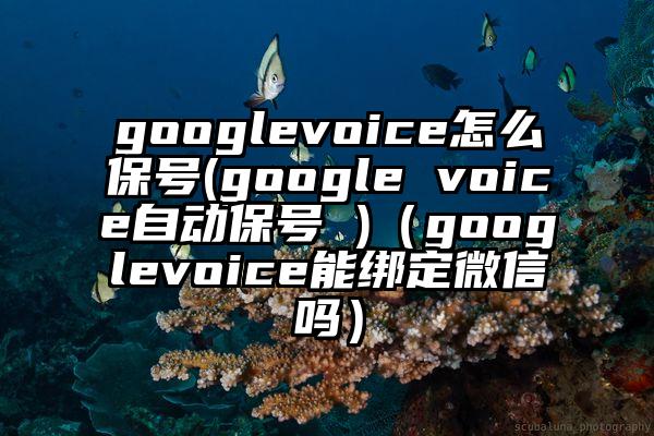 googlevoice怎么保号(google voice自动保号 )（googlevoice能绑定微信吗）