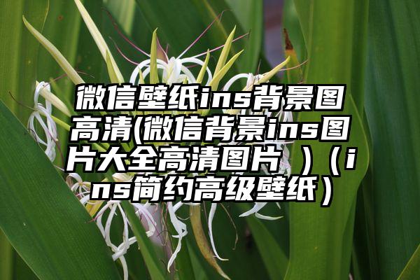 微信壁纸ins背景图高清(微信背景ins图片大全高清图片 )（ins简约高级壁纸）