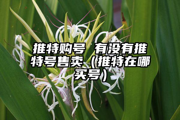 推特购号 有没有推特号售卖（推特在哪买号）