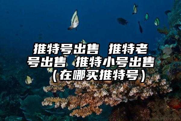 推特号出售 推特老号出售 推特小号出售（在哪买推特号）