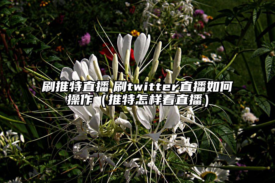 刷推特直播　刷twitter直播如何操作（推特怎样看直播）