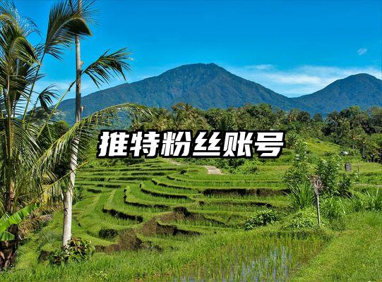 推特粉丝账号