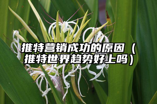 推特营销成功的原因（推特世界趋势好上吗）
