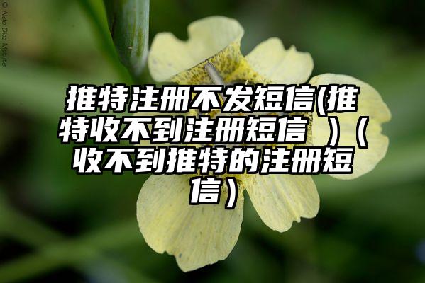 推特注册不发短信(推特收不到注册短信 )（收不到推特的注册短信）
