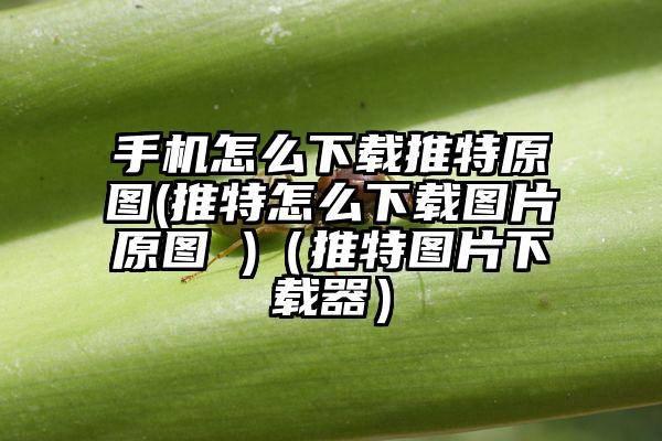 手机怎么下载推特原图(推特怎么下载图片原图 )（推特图片下载器）