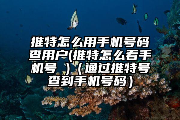 推特怎么用手机号码查用户(推特怎么看手机号 )（通过推特号查到手机号码）