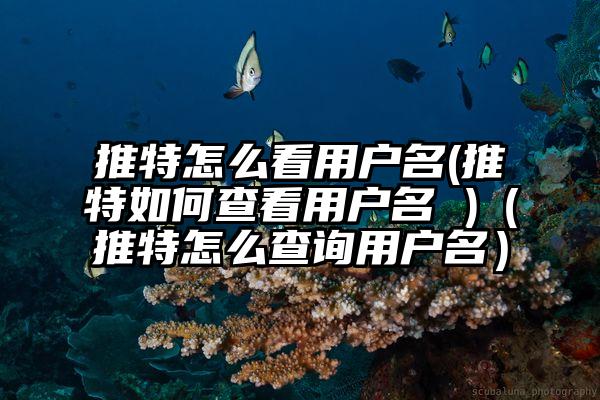 推特怎么看用户名(推特如何查看用户名 )（推特怎么查询用户名）