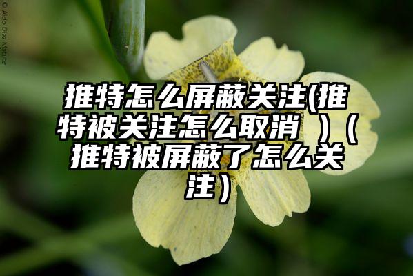 推特怎么屏蔽关注(推特被关注怎么取消 )（推特被屏蔽了怎么关注）