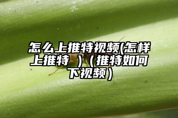 怎么上推特视频(怎样上推特 )（推特如何下视频）
