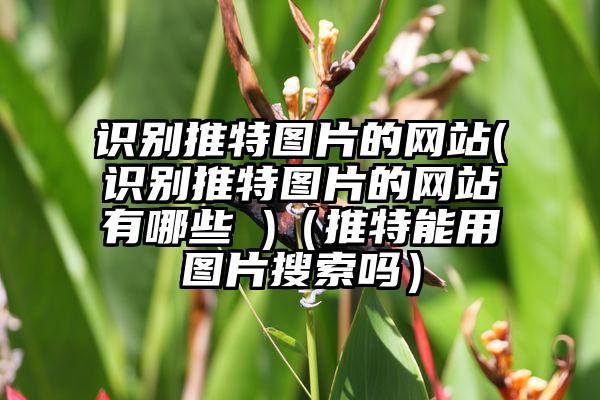 识别推特图片的网站(识别推特图片的网站有哪些 )（推特能用图片搜索吗）