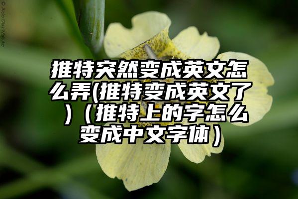 推特突然变成英文怎么弄(推特变成英文了 )（推特上的字怎么变成中文字体）