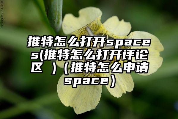 推特怎么打开spaces(推特怎么打开评论区 )（推特怎么申请space）