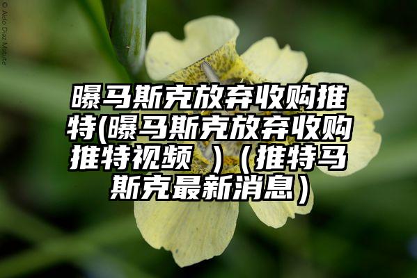 曝马斯克放弃收购推特(曝马斯克放弃收购推特视频 )（推特马斯克最新消息）