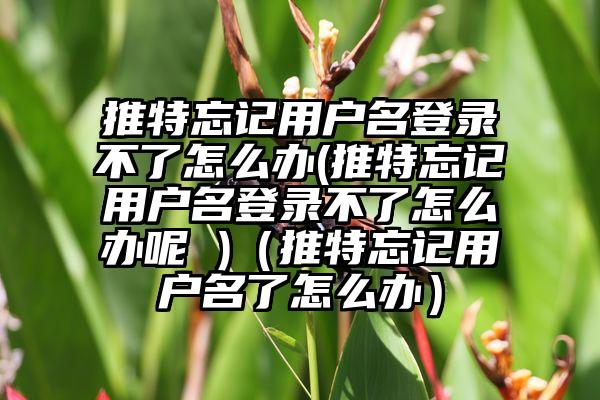 推特忘记用户名登录不了怎么办(推特忘记用户名登录不了怎么办呢 )（推特忘记用户名了怎么办）