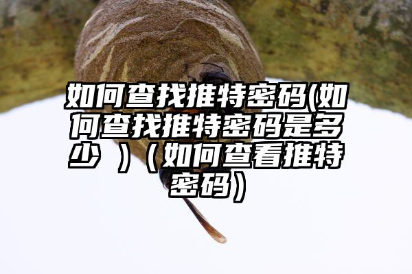 如何查找推特密码(如何查找推特密码是多少 )（如何查看推特密码）