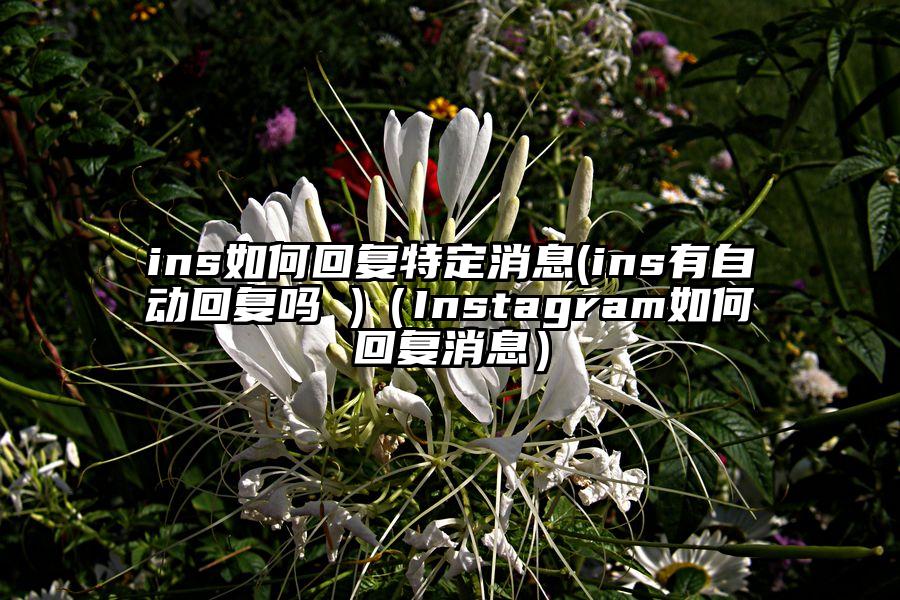 ins如何回复特定消息(ins有自动回复吗 )（Instagram如何回复消息）