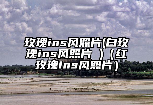 玫瑰ins风照片(白玫瑰ins风照片 )（红玫瑰ins风照片）