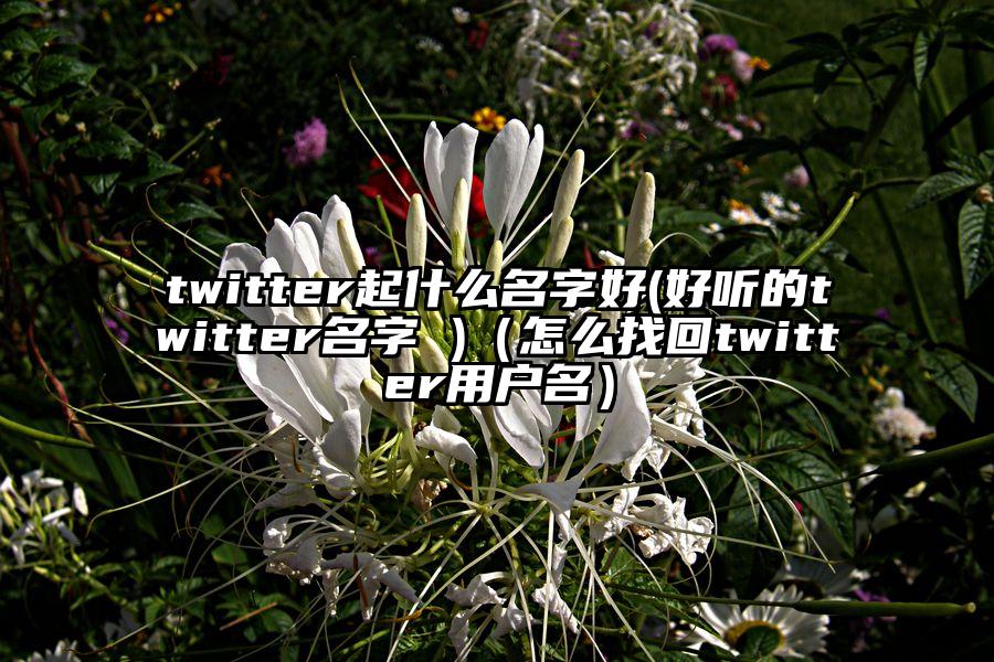 twitter起什么名字好(好听的twitter名字 )（怎么找回twitter用户名）