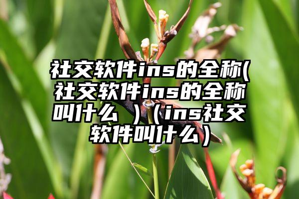 社交软件ins的全称(社交软件ins的全称叫什么 )(ins社交软件叫什么)