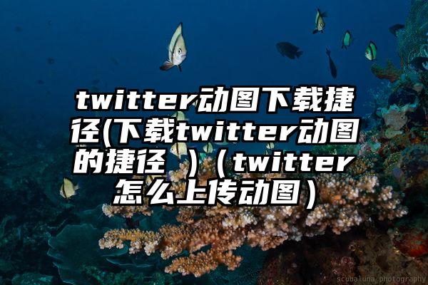 twitter动图下载捷径(下载twitter动图的捷径 )（twitter怎么上传动图）