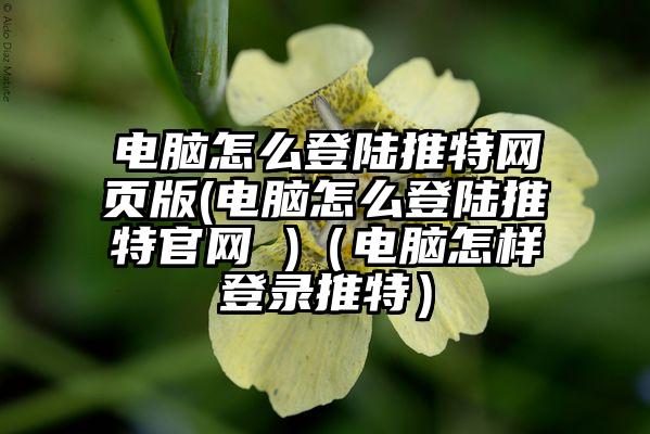 电脑怎么登陆推特网页版(电脑怎么登陆推特官网 )（电脑怎样登录推特）