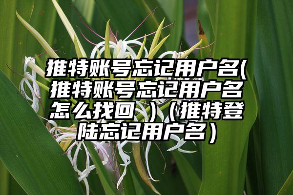 推特账号忘记用户名(推特账号忘记用户名怎么找回 )（推特登陆忘记用户名）