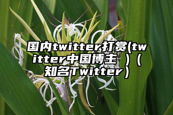 国内twitter打赏(twitter中国博主 )（知名Twitter）
