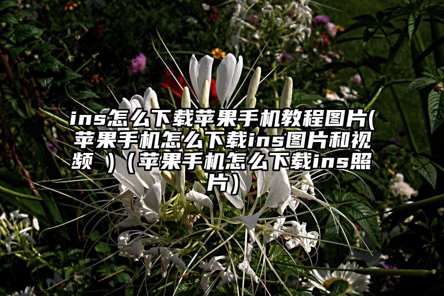 ins怎么下载苹果手机教程图片(苹果手机怎么下载ins图片和视频 )（苹果手机怎么下载ins照片）