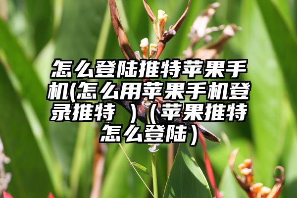 怎么登陆推特苹果手机(怎么用苹果手机登录推特 )（苹果推特怎么登陆）