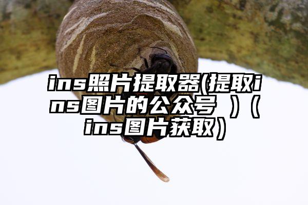 ins照片提取器(提取ins图片的公众号 )（ins图片获取）