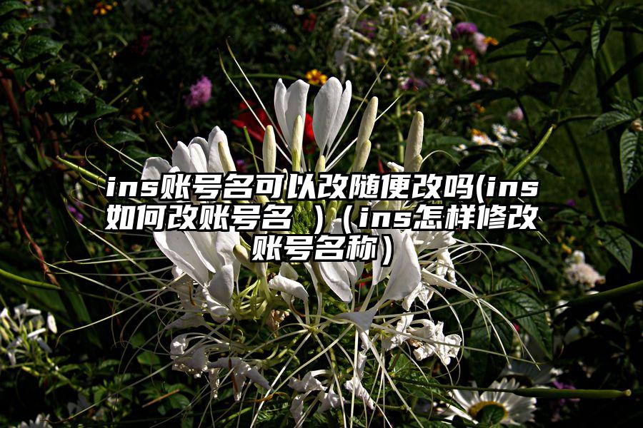 ins账号名可以改随便改吗(ins如何改账号名 )(ins怎样修改账号名称)