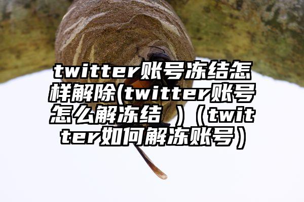 twitter账号冻结怎样解除(twitter账号怎么解冻结 )（twitter如何解冻账号）