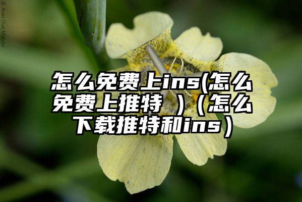 怎么免费上ins(怎么免费上推特 )（怎么下载推特和ins）