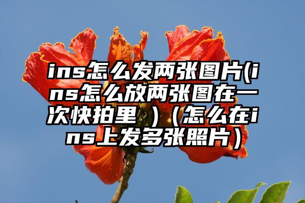 ins怎么发两张图片(ins怎么放两张图在一次快拍里 )（怎么在ins上发多张照片）