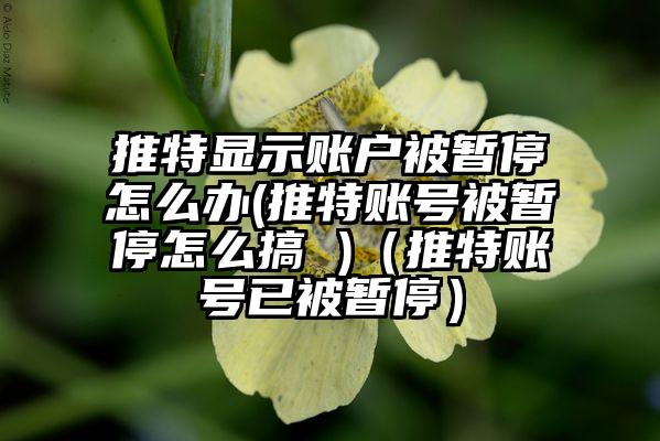 推特显示账户被暂停怎么办(推特账号被暂停怎么搞 )（推特账号已被暂停）
