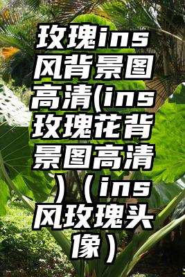 玫瑰ins风背景图高清(ins玫瑰花背景图高清 )（ins风玫瑰头像）