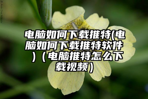 电脑如何下载推特(电脑如何下载推特软件 )（电脑推特怎么下载视频）