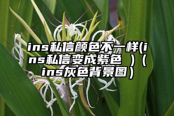 ins私信颜色不一样(ins私信变成紫色 )（ins灰色背景图）