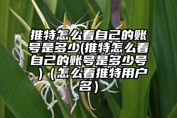 推特怎么看自己的账号是多少(推特怎么看自己的账号是多少号 )（怎么看推特用户名）