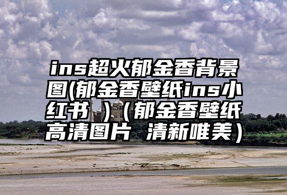 ins超火郁金香背景图(郁金香壁纸ins小红书 )（郁金香壁纸高清图片 清新唯美）