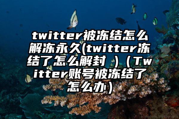 twitter被冻结怎么解冻永久(twitter冻结了怎么解封 )（Twitter账号被冻结了怎么办）