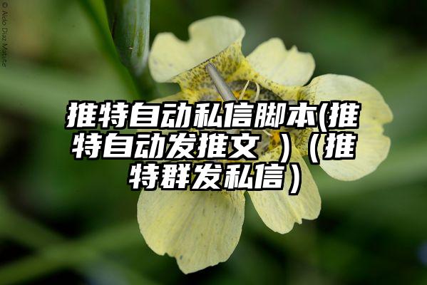 推特自动私信脚本(推特自动发推文 )（推特群发私信）