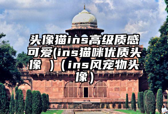 头像猫ins高级质感可爱(ins猫咪优质头像 )（ins风宠物头像）