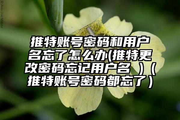 推特账号密码和用户名忘了怎么办(推特更改密码忘记用户名 )(推特账号密码都忘了)