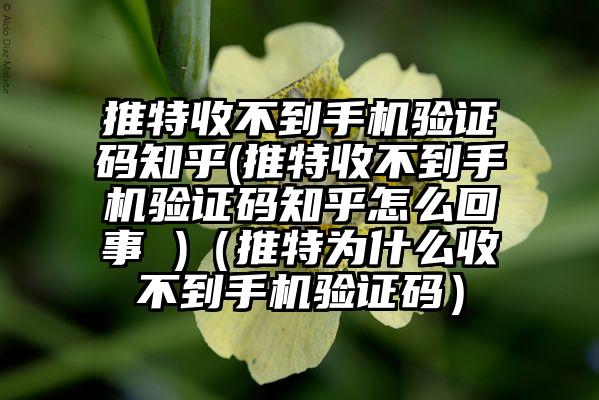 推特收不到手机验证码知乎(推特收不到手机验证码知乎怎么回事 )（推特为什么收不到手机验证码）
