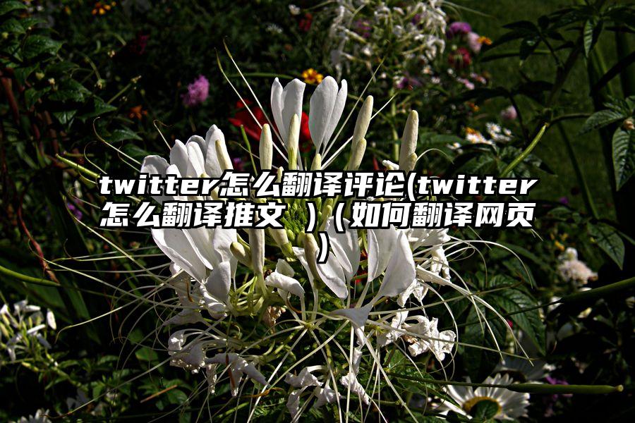 twitter怎么翻译评论(twitter怎么翻译推文 )(如何翻译网页)
