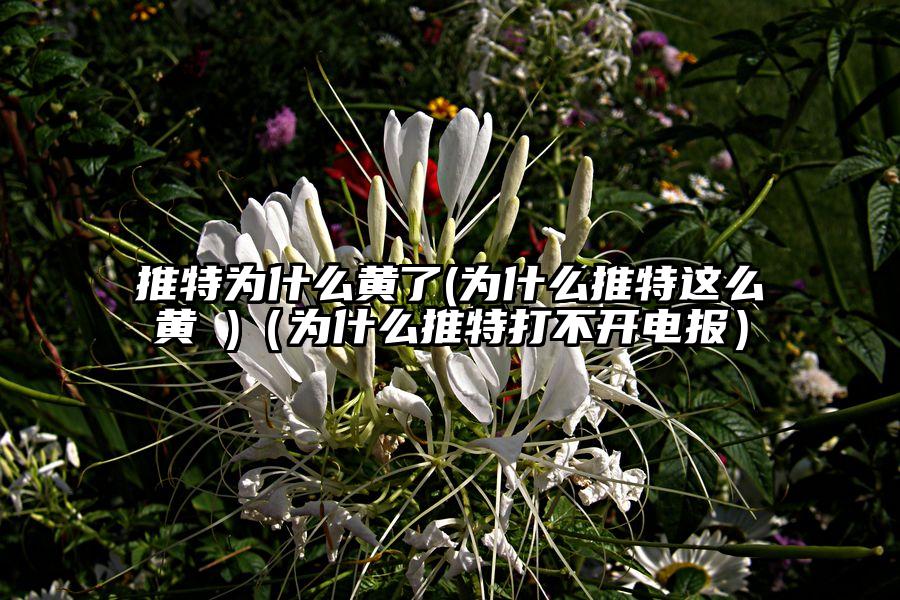 推特为什么黄了(为什么推特这么黄 )（为什么推特打不开电报）