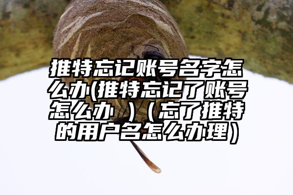 推特忘记账号名字怎么办(推特忘记了账号怎么办 )（忘了推特的用户名怎么办理）